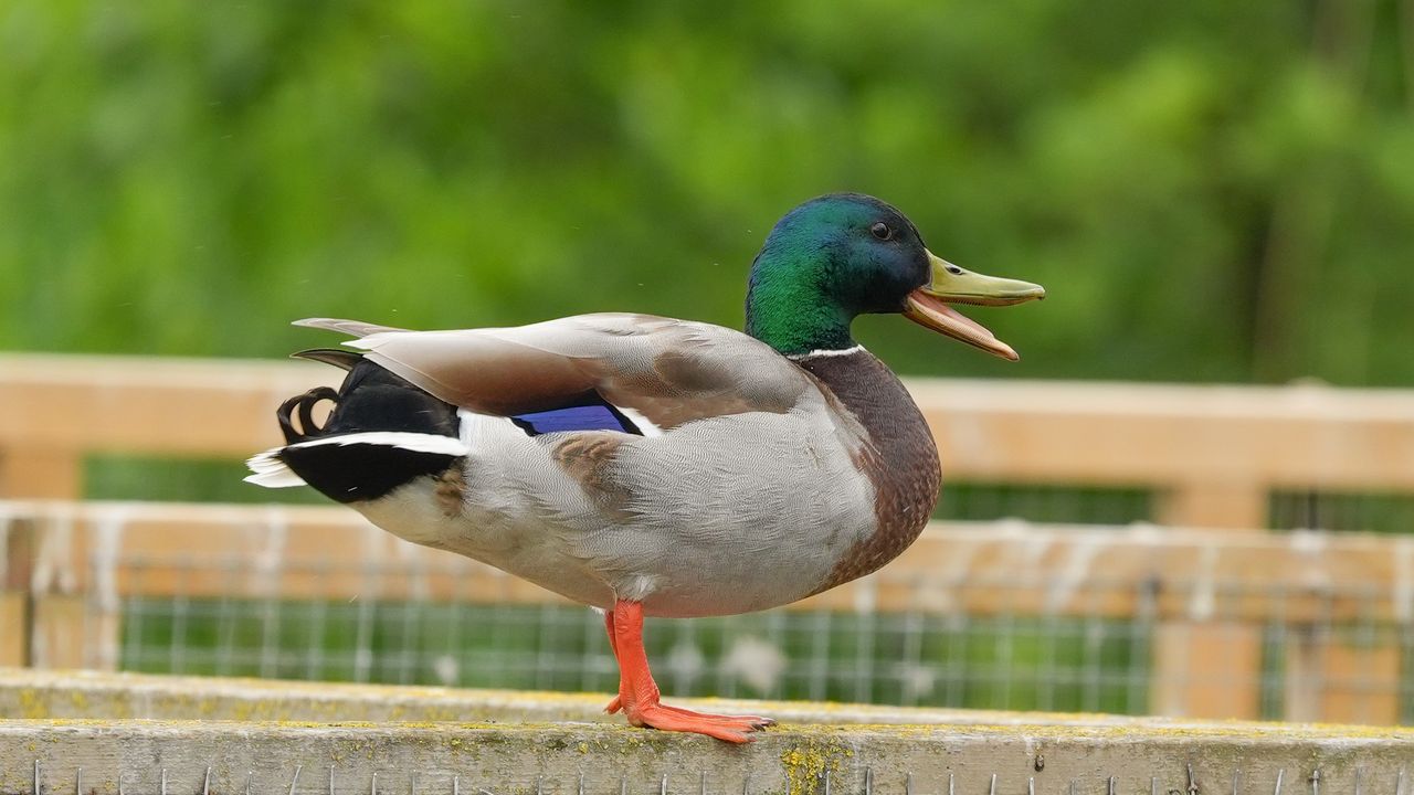 A zoomed-in picture of a duck standing on a platform in a pond.