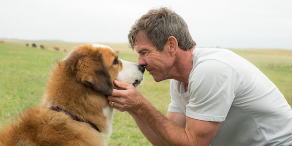 A Dog&#039;s Purpose