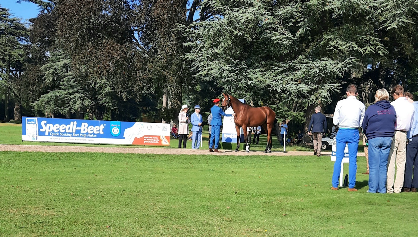 Blenheim Horse Trials trot-up Gaspard Maksud