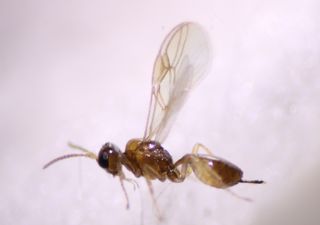 Adult parasitoid wasp.