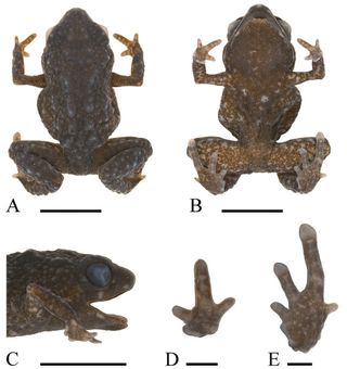 Pictures of Paedophryne verrucosa, a new species in the genus Paedophryne, the world's tiniest frog.