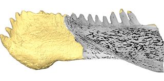 An X-ray technique revealed high-resolution 3-D images of the teeth of the placoderm Compagopiscis.