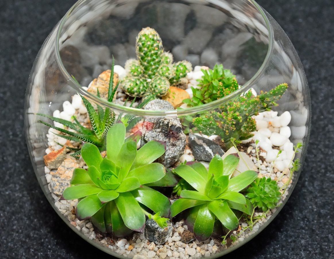 succulent terrarium