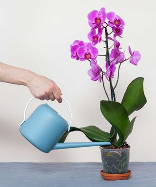 watering an orchid in a pot
