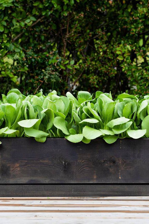 Pak Choi - Alamy - modern vegetable garden