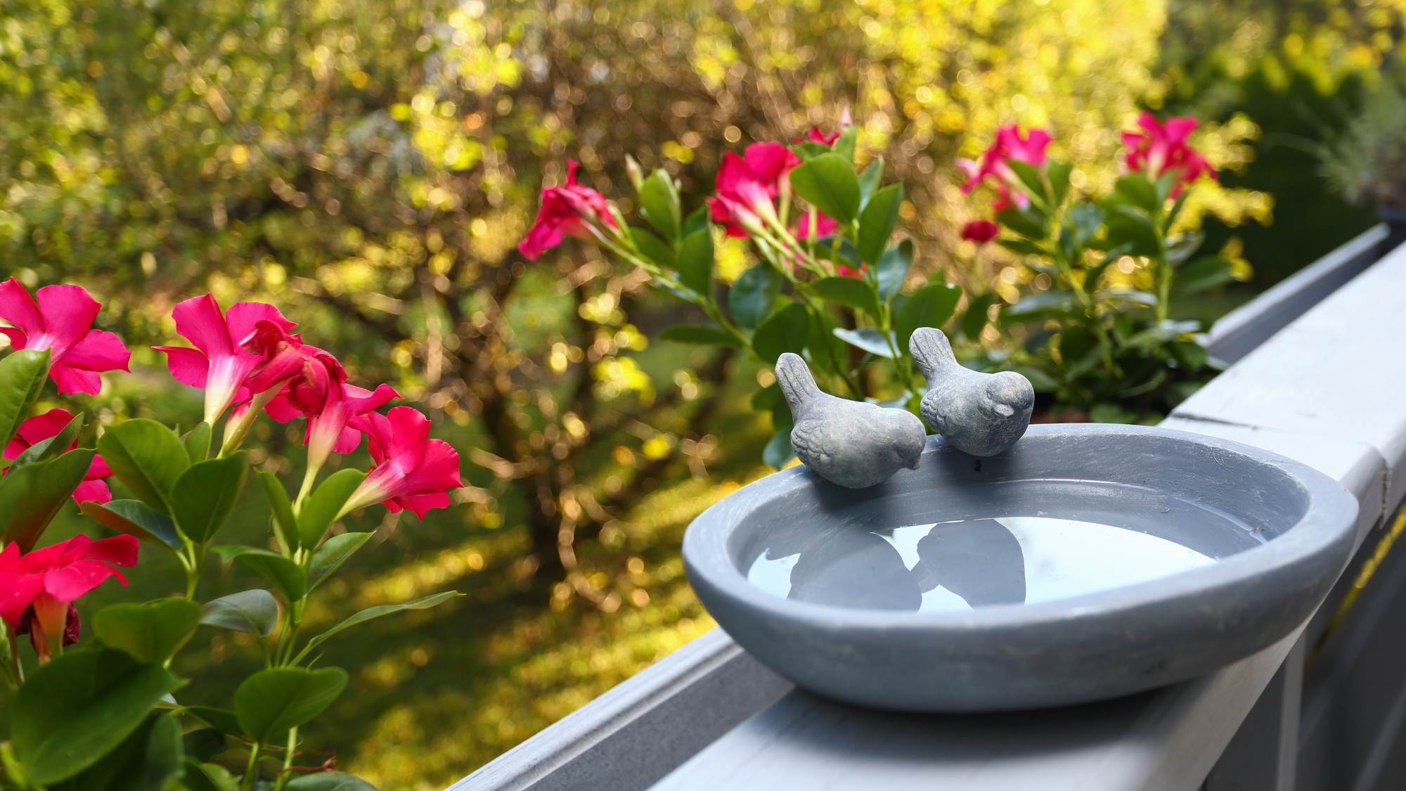 bird bath on balcony railing