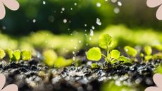picture of seedlings being watered in ground