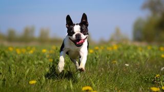 Boston Terrier