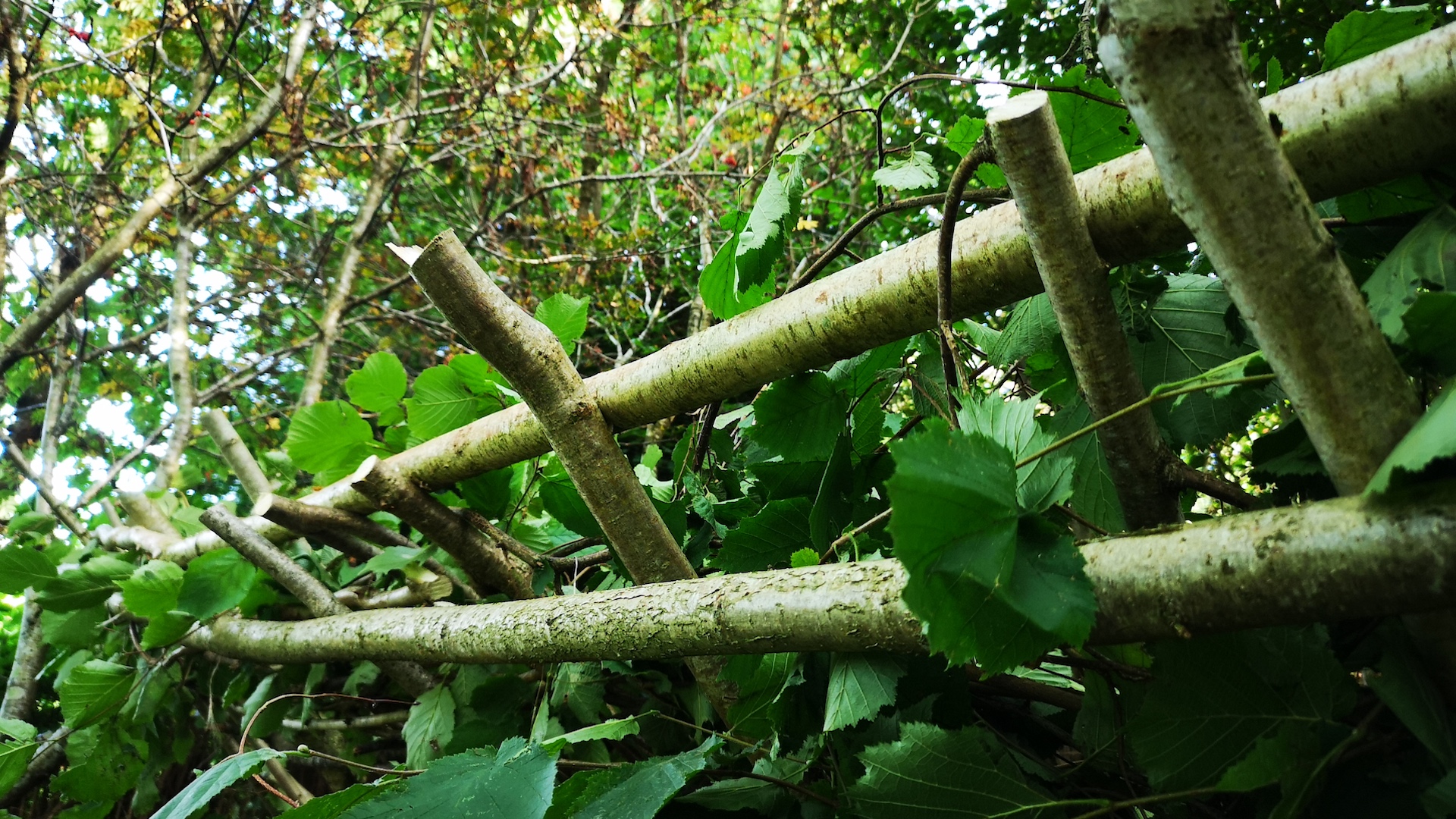 How to build a a shelter with natural resources