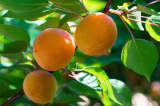 Apricot tree branch with three ripe fruits on it