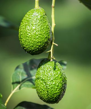 avocado fruits growing on a tree