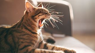 Cat yawning