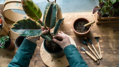 Hands planting a ficus elastica in a container