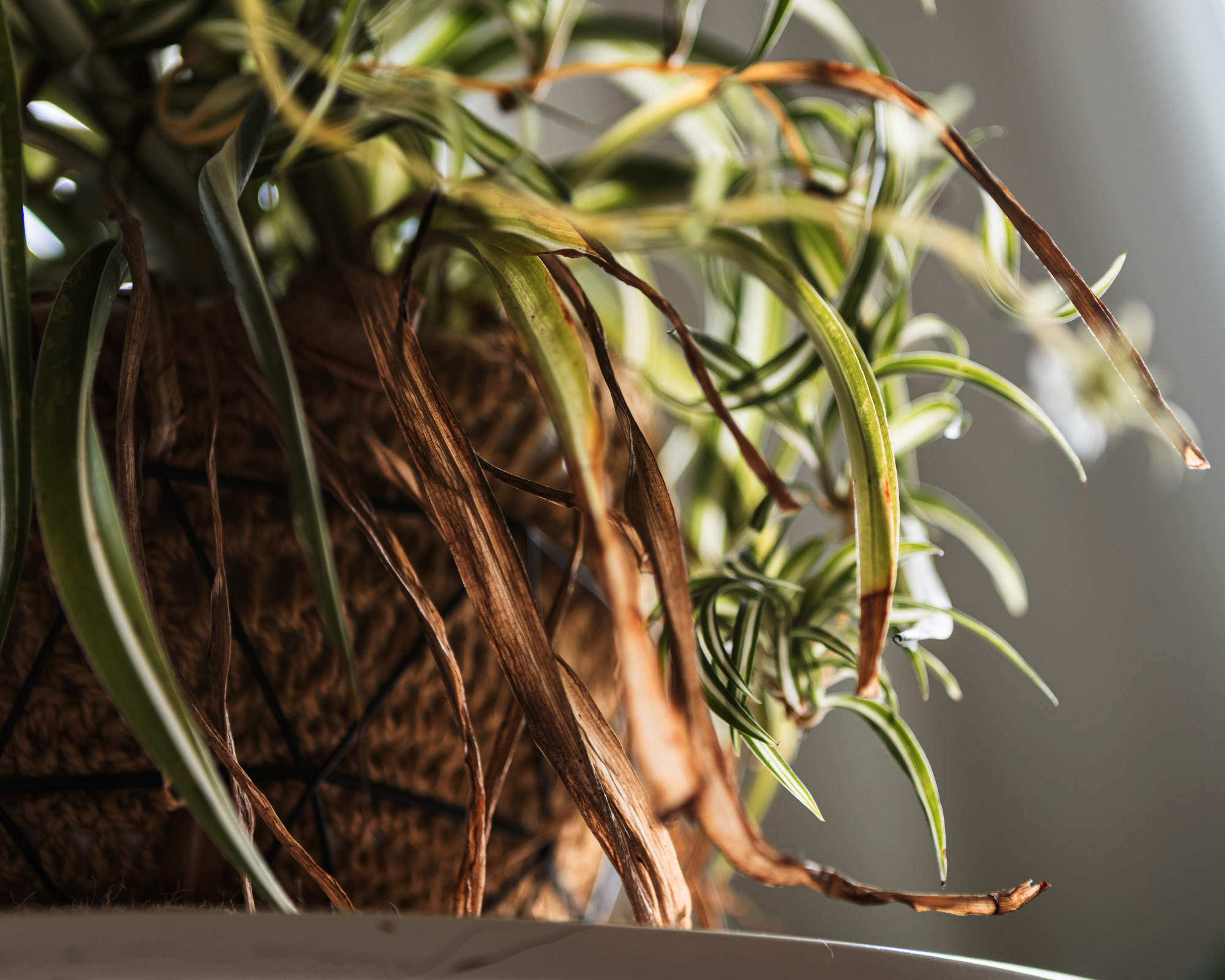 a spiderplant with dead leaf sections that have been exposed to cold temperatures