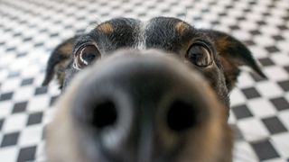 Close up of dog nose