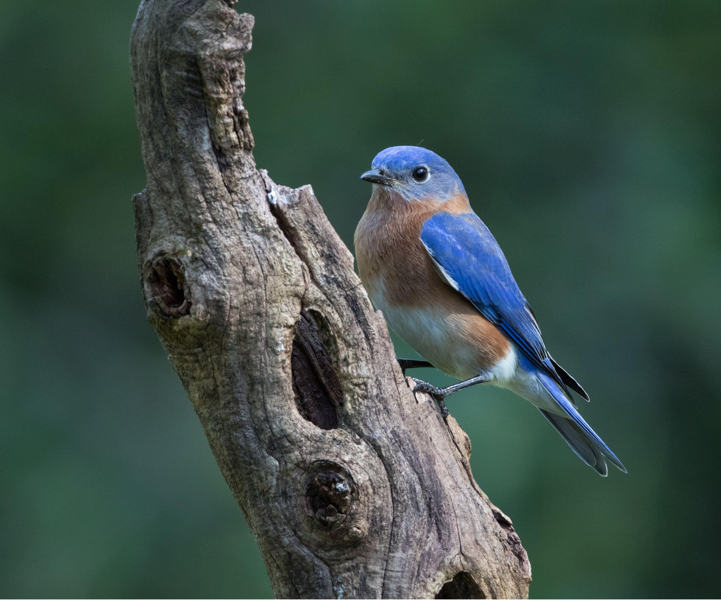 Eastern bluebird on tree branch