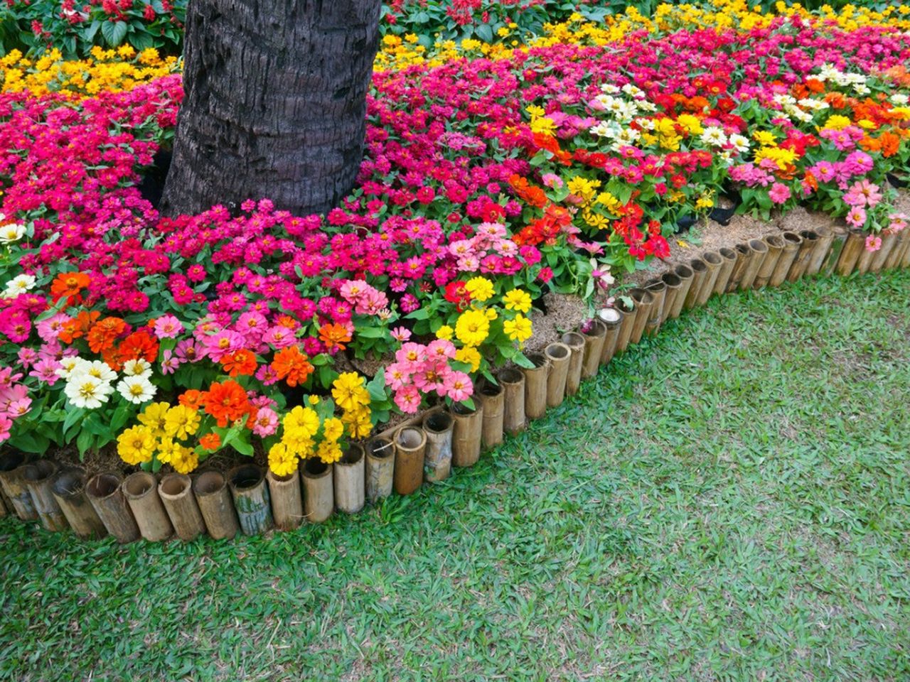 Colorful Flower Bed