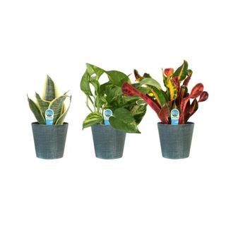 A set of three leafy plants