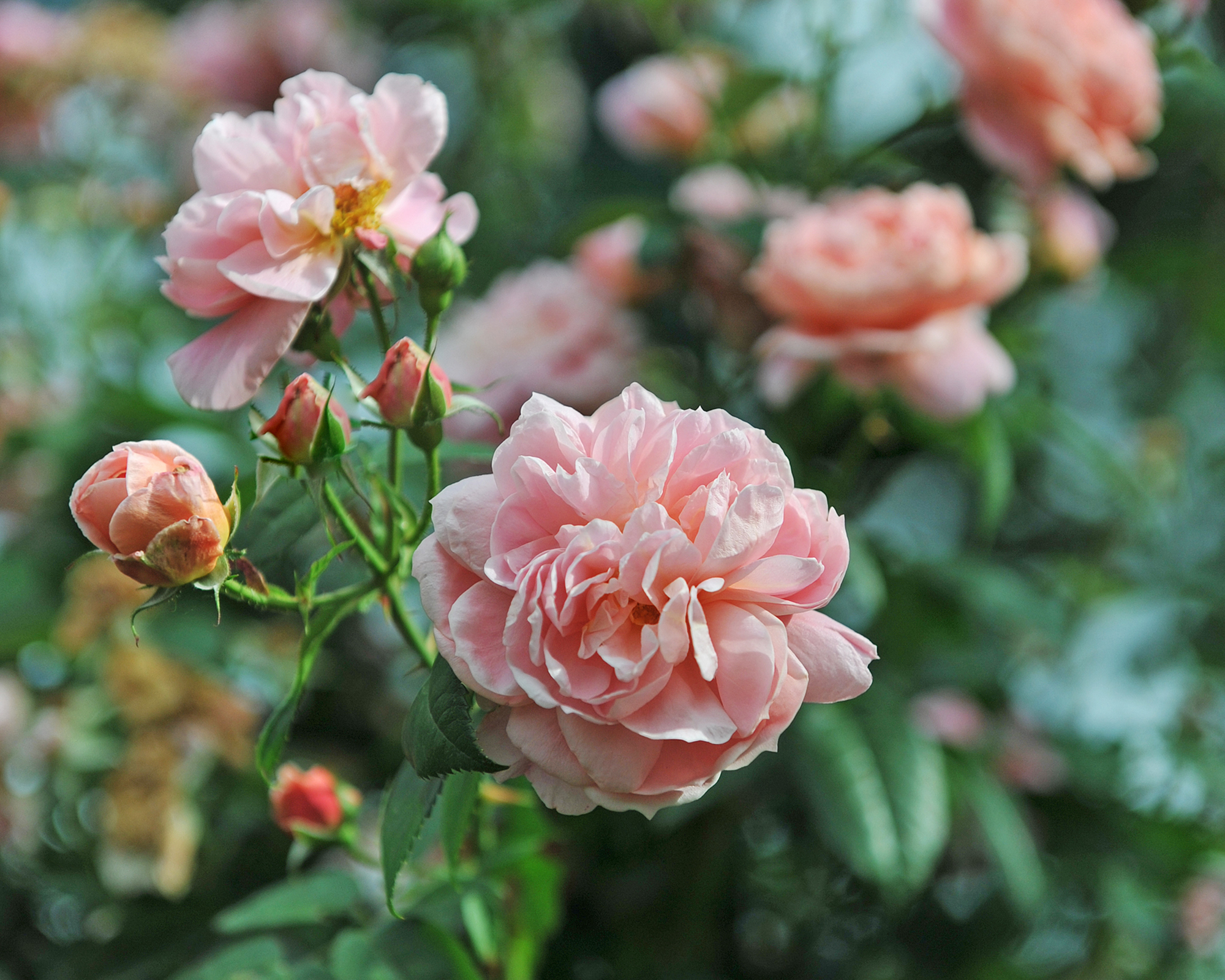 Colette climbing rose