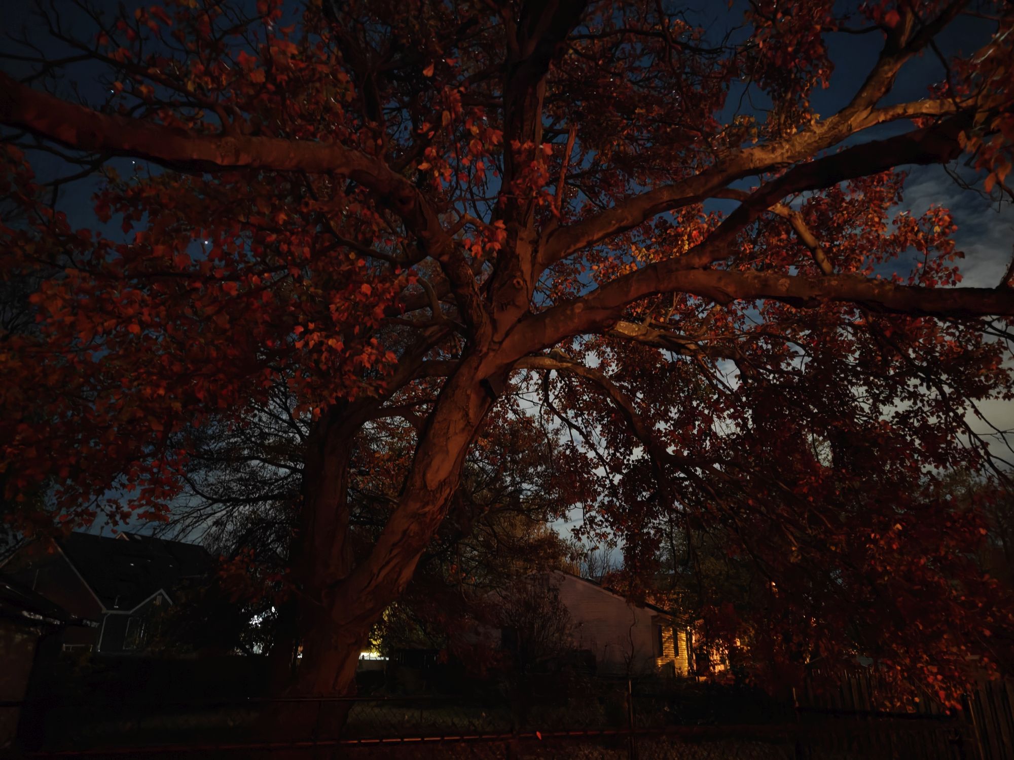 OnePlus 15  camera sample.