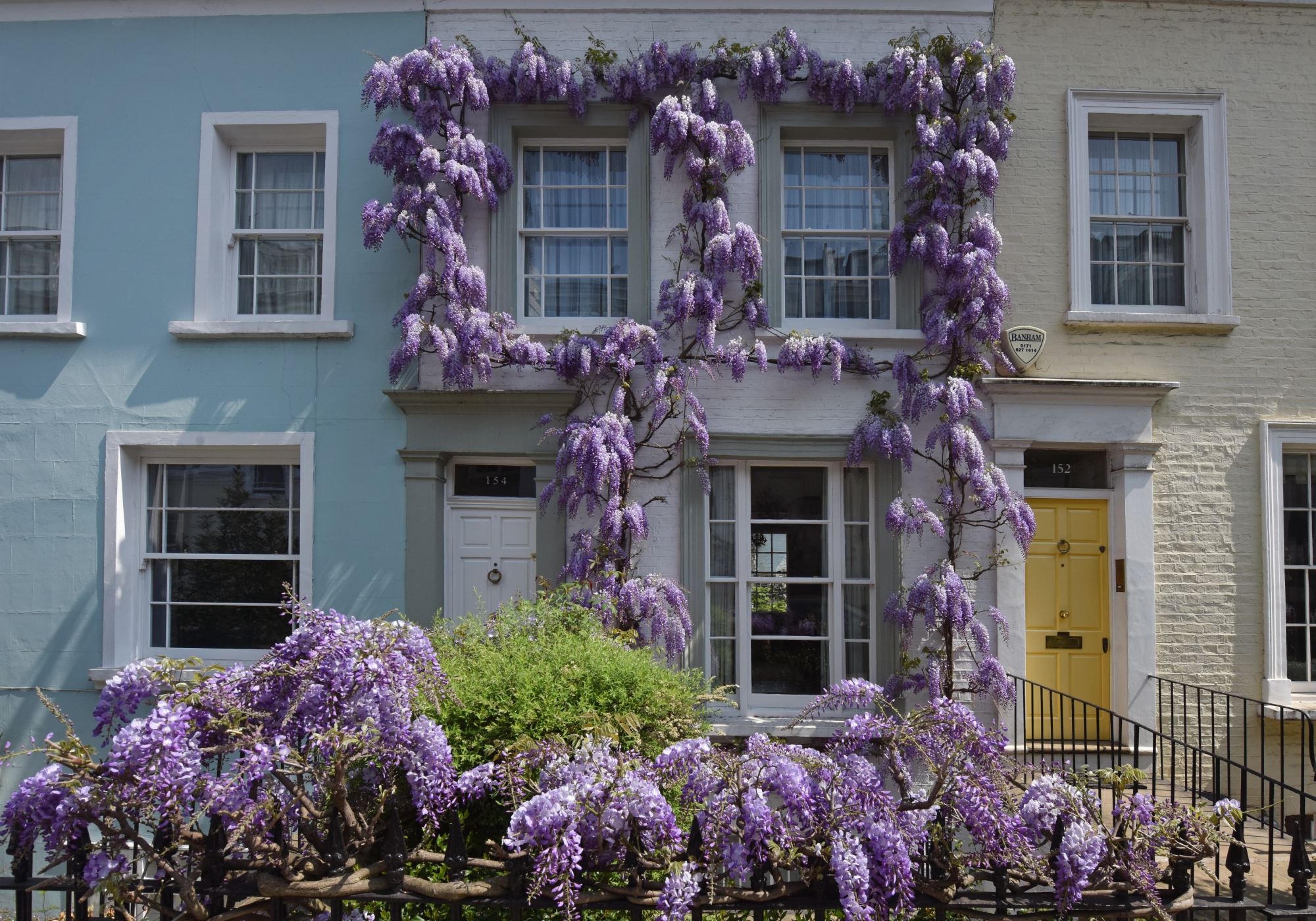 pruned wisteria growing on a house