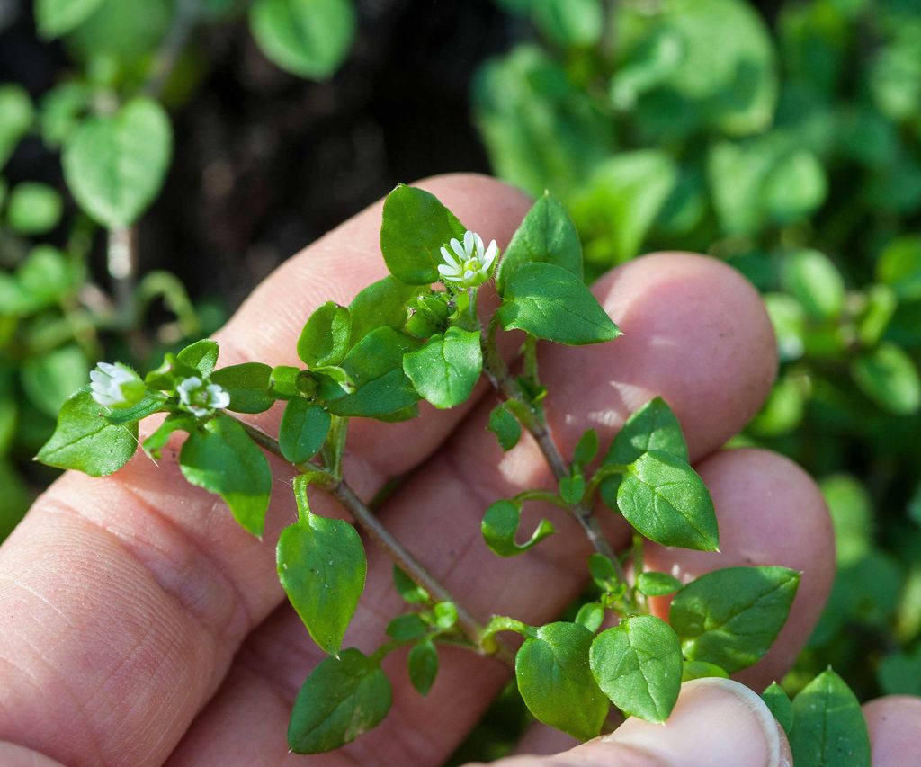 How to get rid of chickweed quick tips for this weed Homes & Gardens