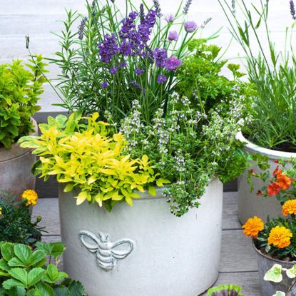 summer container with herbs and lavender