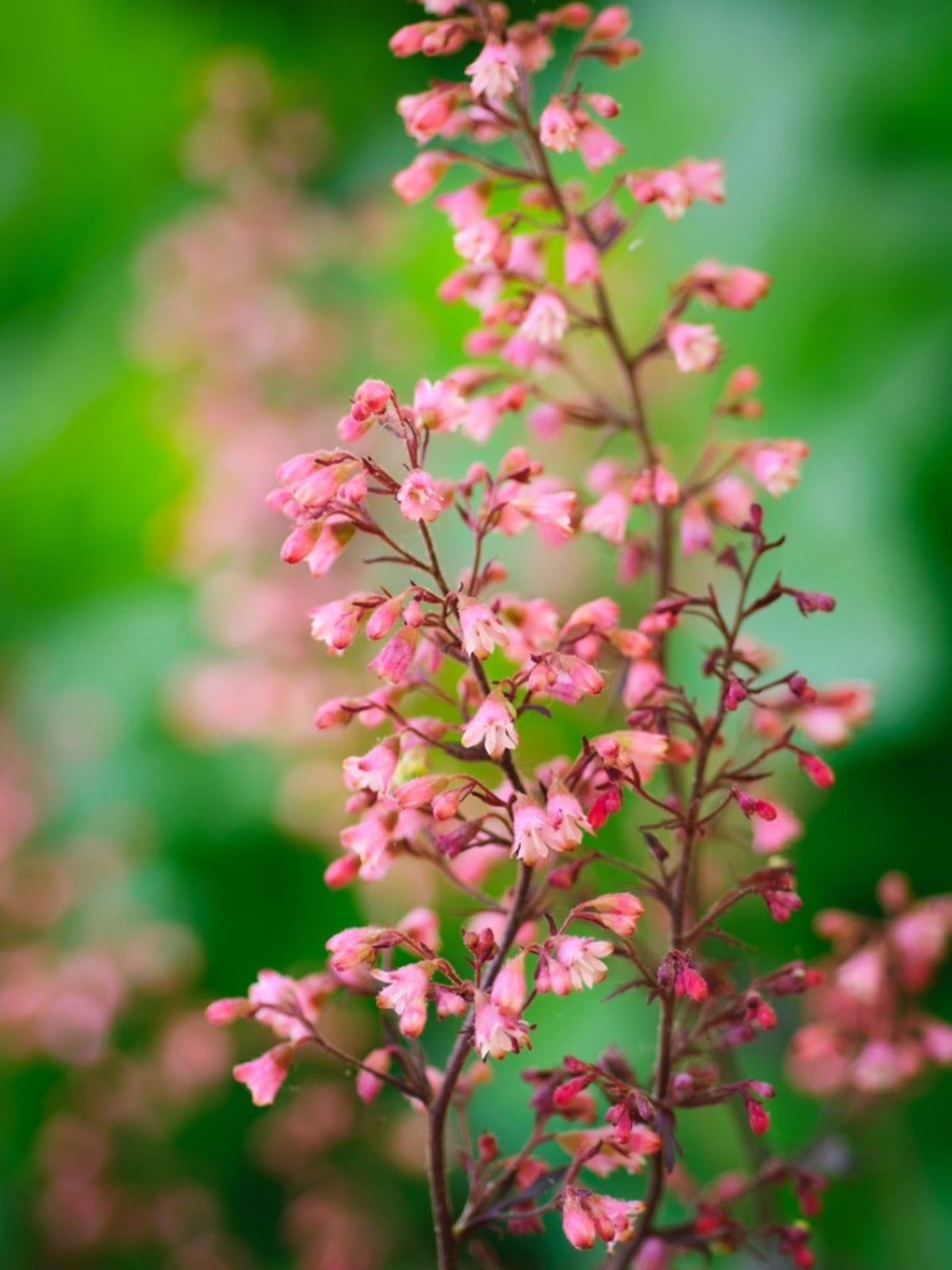 Hummingbird Red Yucca Plant