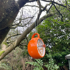 Homemade teacup bird feeder hangs from a magnolia tree