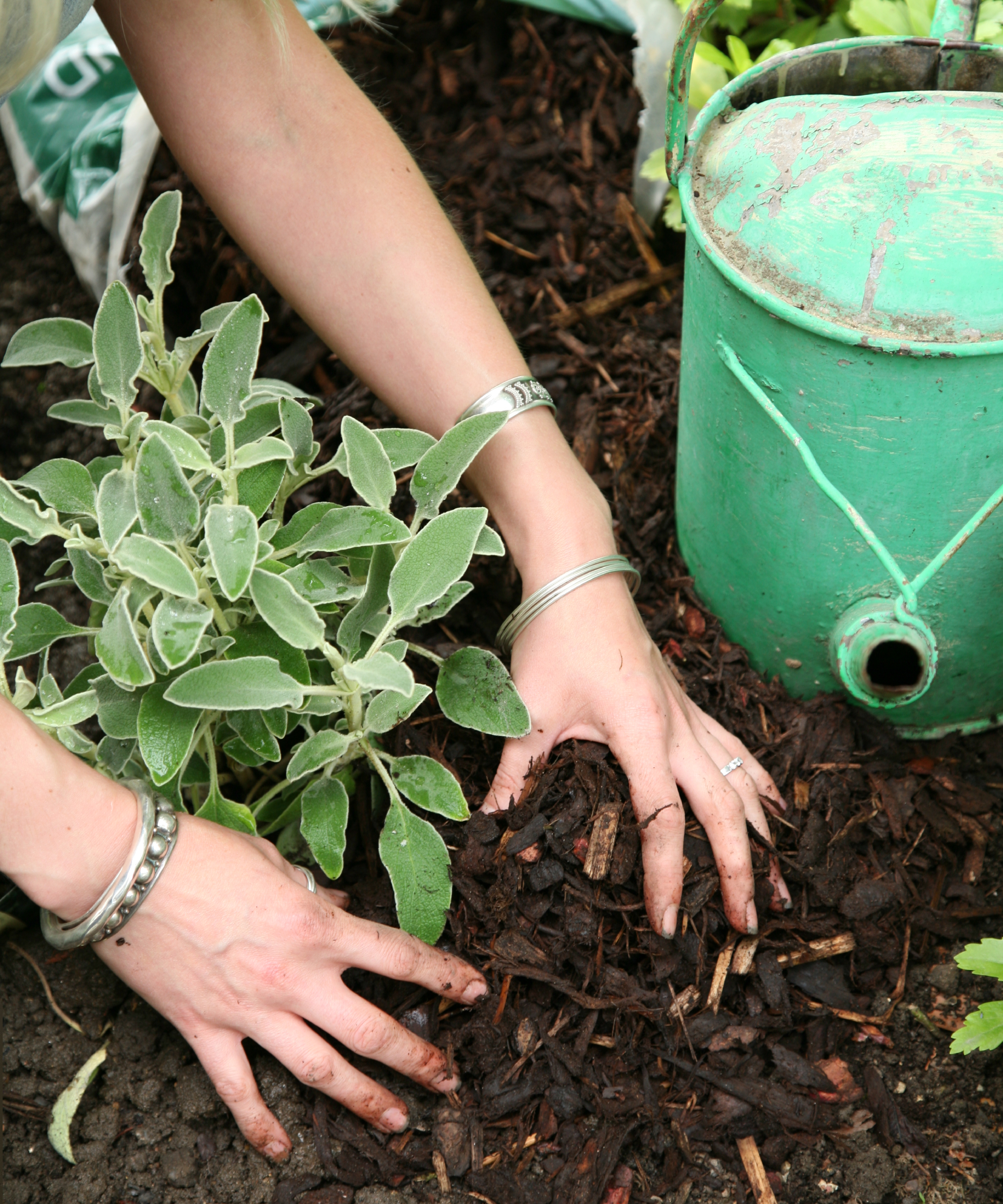 woman's hands spreading mulch on garden border with green watering can