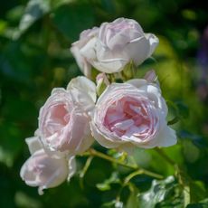 Closeup of pink roses growing on rose plant in garden