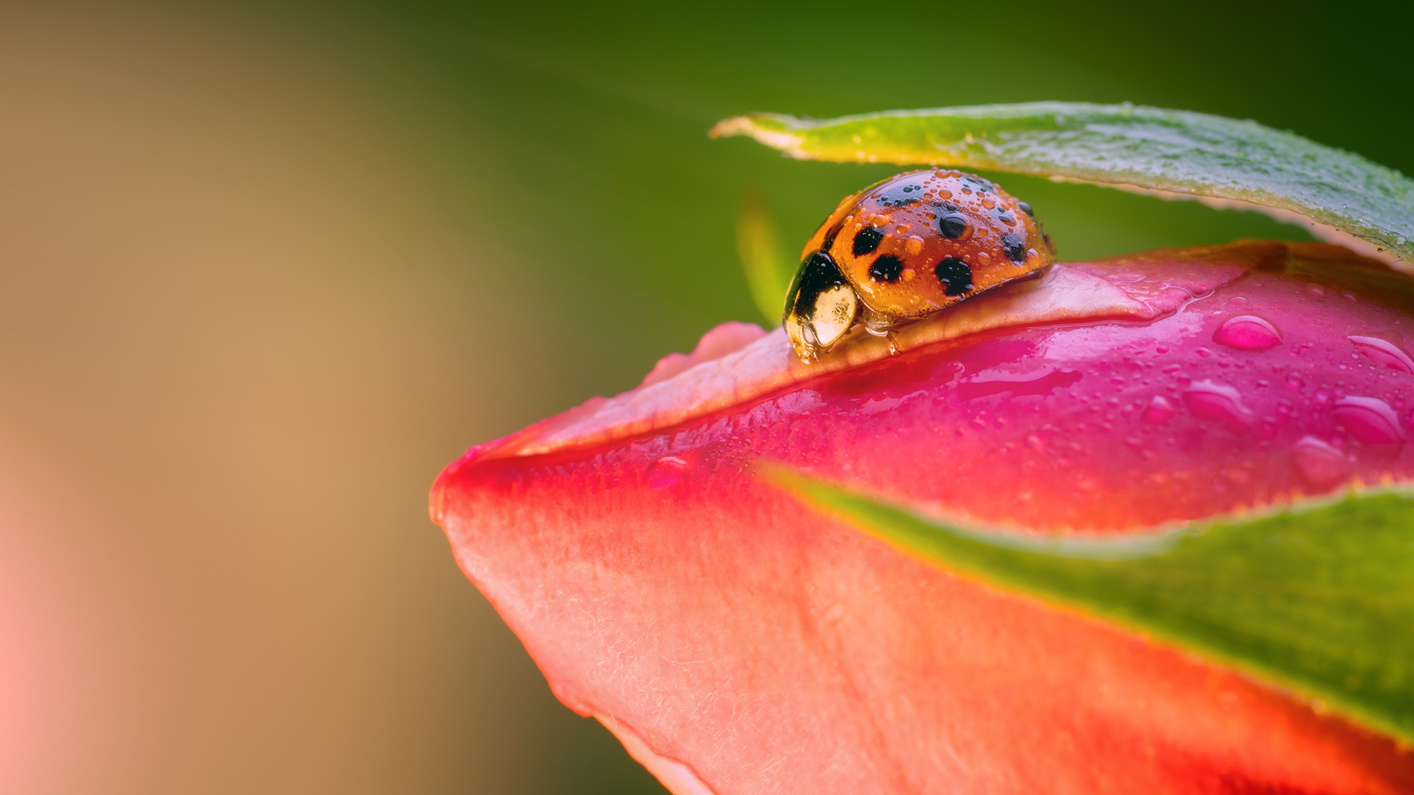 Ladybug on a rose