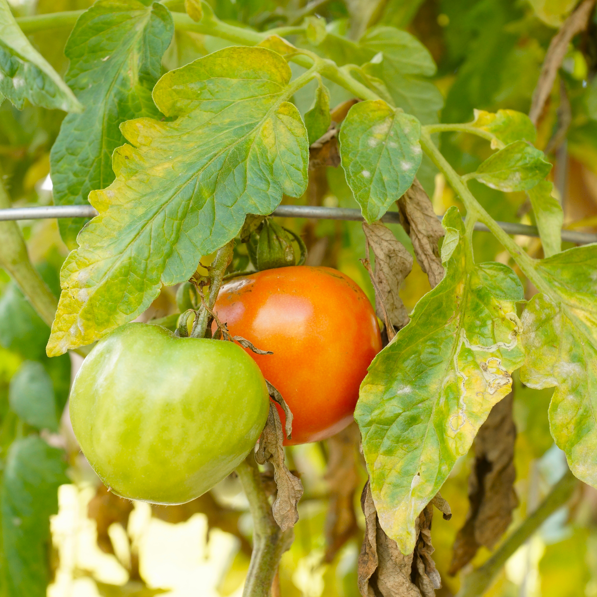 yellow tomato leaves with fruit on plant