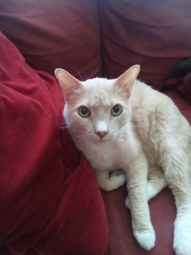 Amazon Fire Hd 10 2021 Camera Sample 1