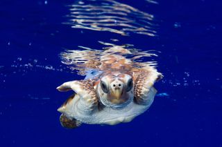 Atlantic loggerhead sea turtle