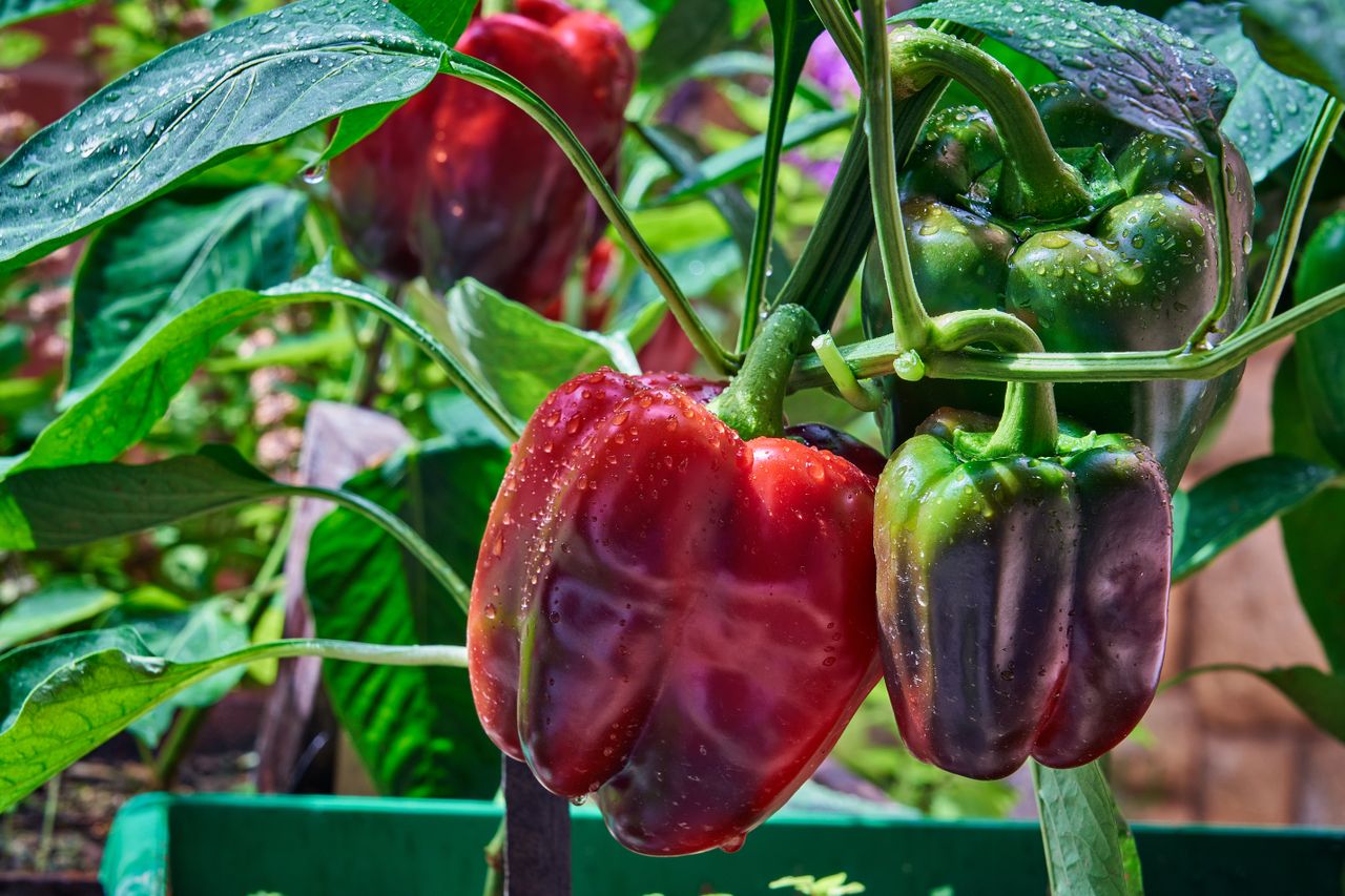 A close up of red, purple and green bell peppers growing in a container