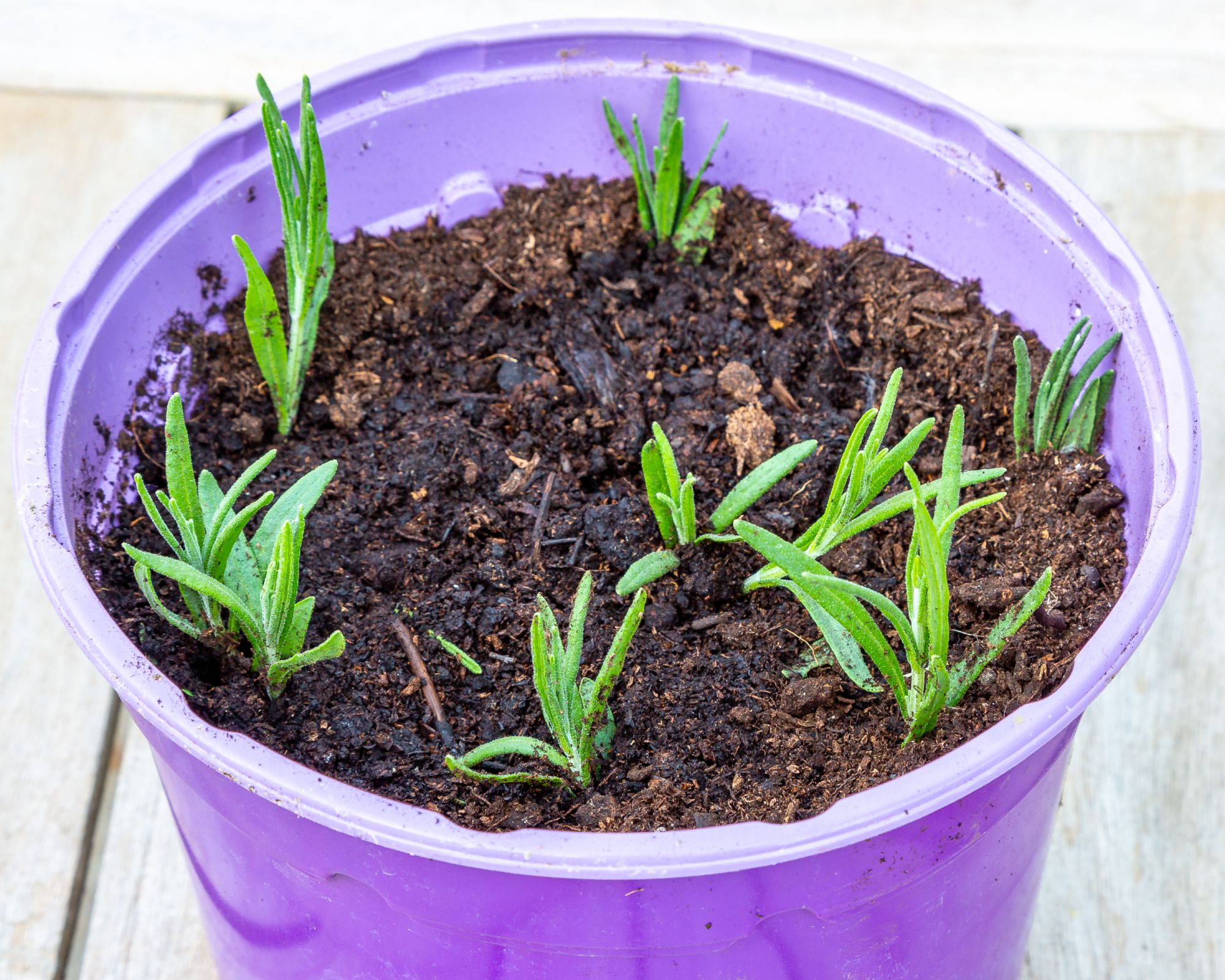 Lavender cuttings in a purple pot