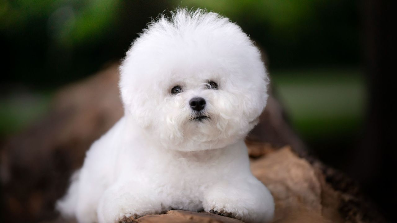 Bichon Frise