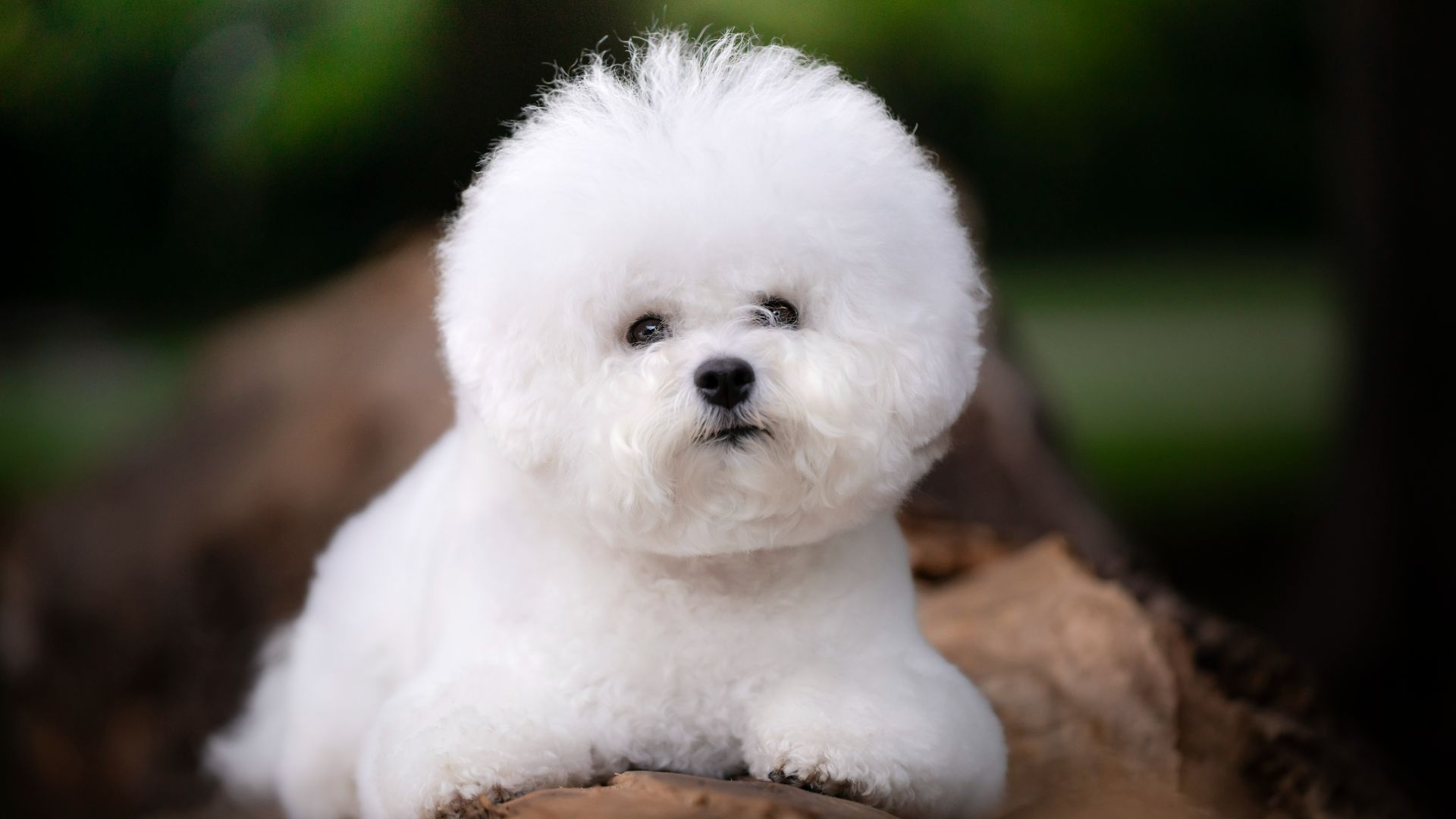 Bichon Frise