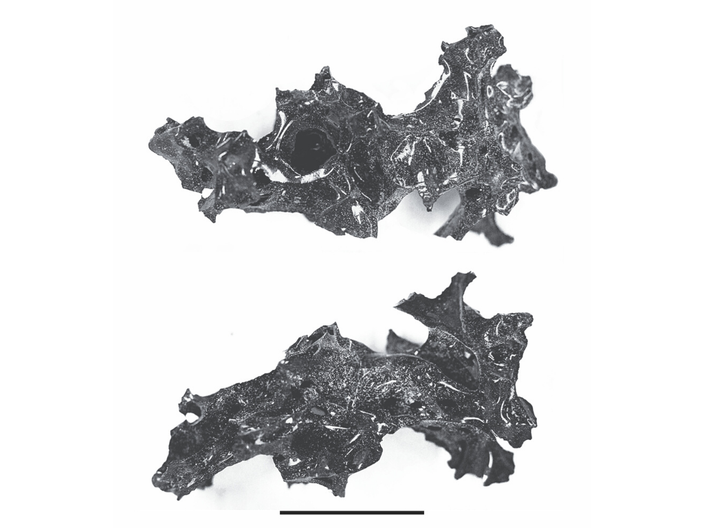 Extreme heat of Vesuvius eruption turned a man's brain to 'glass'