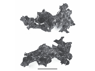 Fragment of glassy black material extracted from the cranial cavity of a victim of the volcanic eruption at Herculaneum in the year 79. 