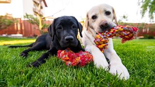 Two puppies playing with the best rope dog toys
