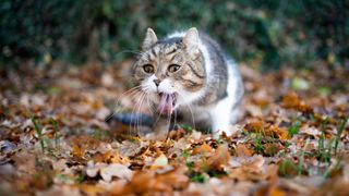 Tabby white british shorthair cat outdoors in the garden throwing up puking on autumn leaves.