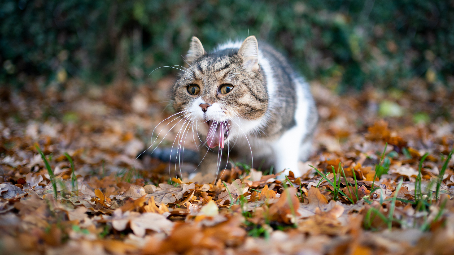 Cat throws up multiple times per day sale