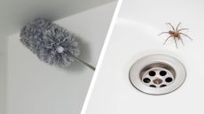 composite of a duster being used to get rid of cobwebs and a house spider in a sink 