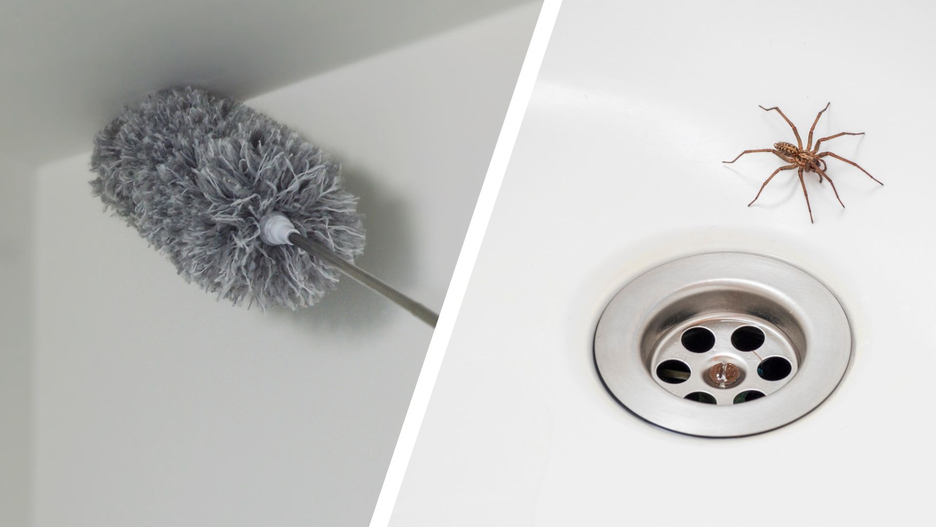 composite of a duster being used to get rid of cobwebs and a house spider in a sink 