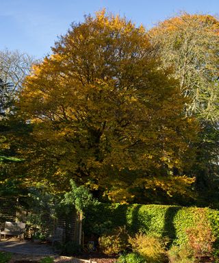 large hornbeam tree in autumn in an English garden