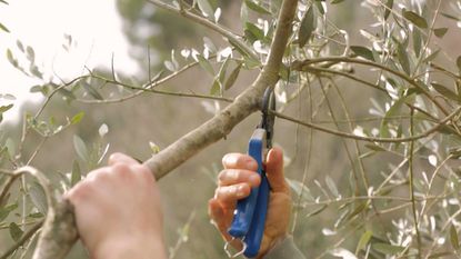pruning olive trees