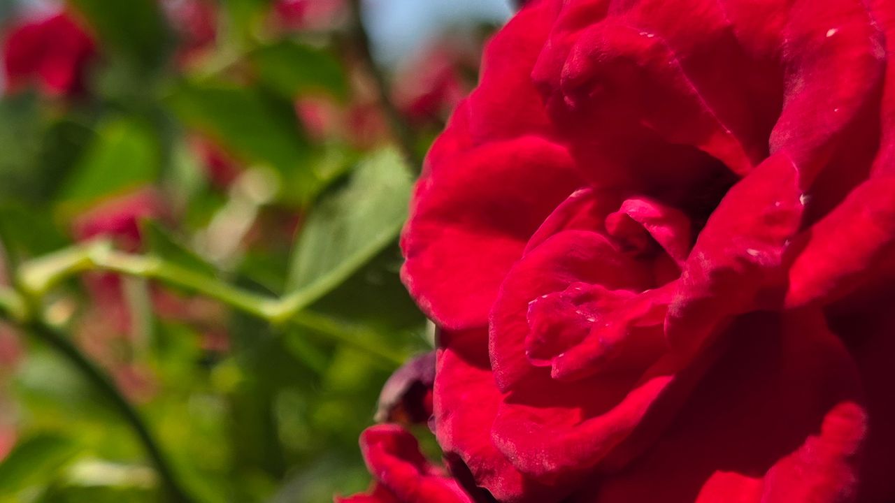 A red rose photographed with the Samsung Galaxy S25 Ultra at a variety of resolution settings