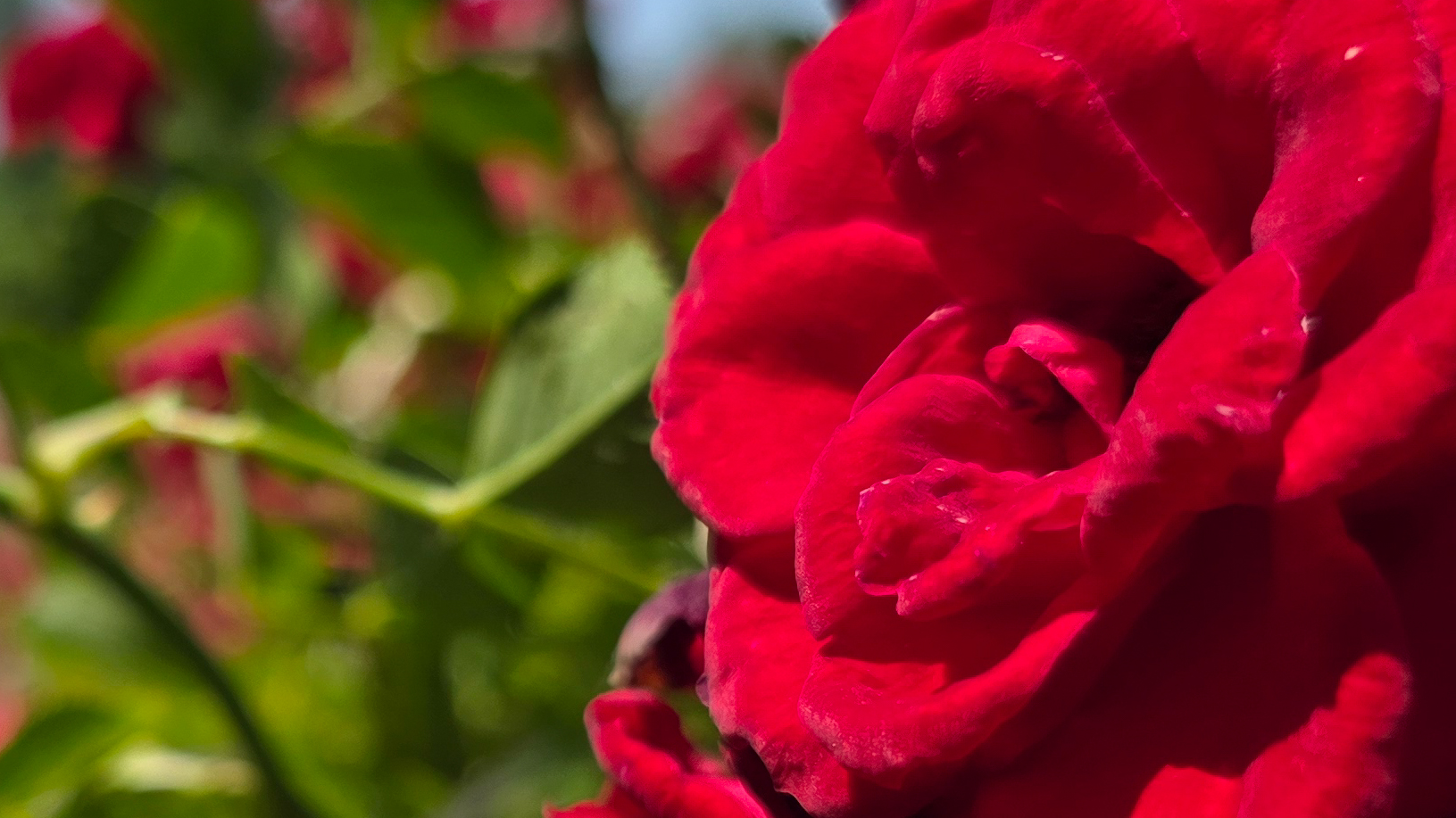 A red rose photographed with the Samsung Galaxy S25 Ultra at a variety of resolution settings